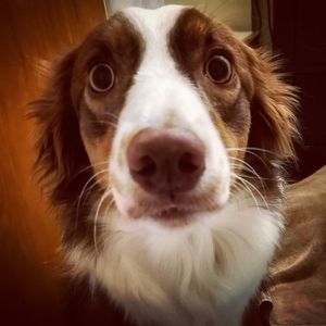 Meet your Posher, Royce